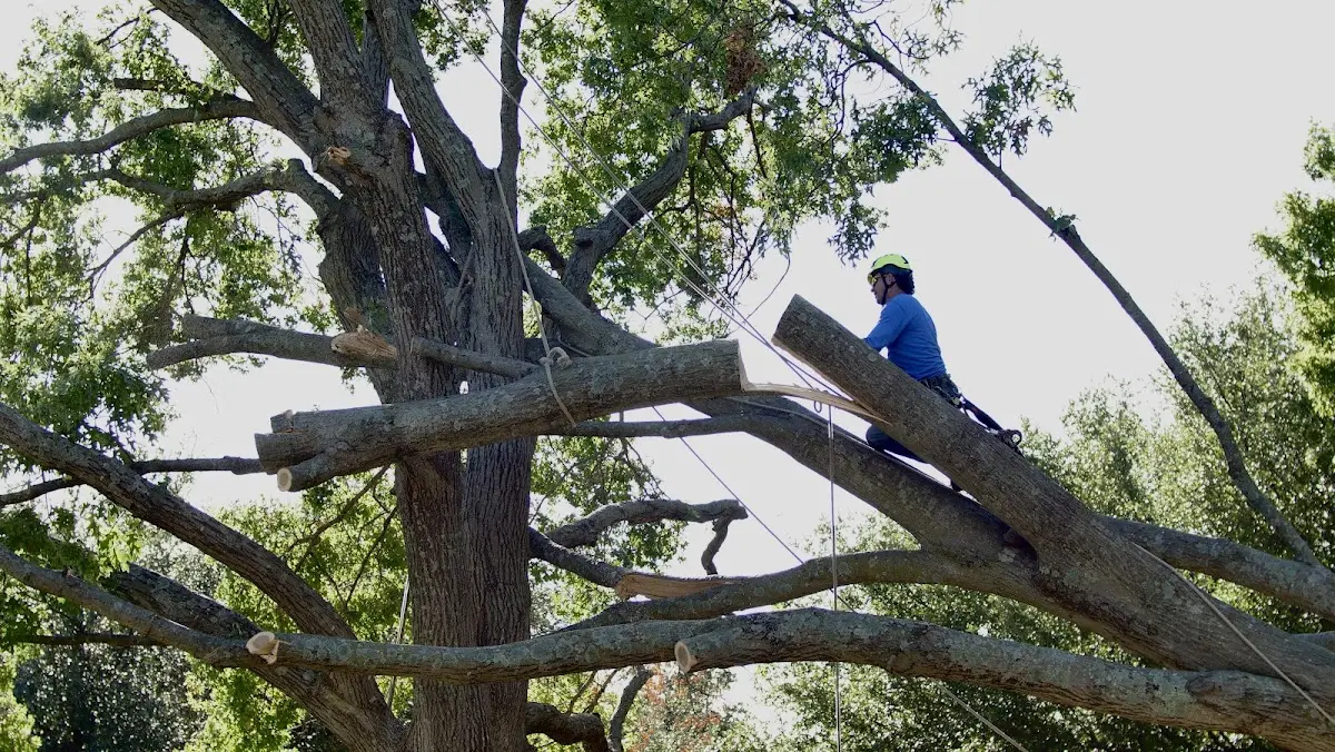 Professional Hazardous Tree Removal performed by certified arborists in Galva