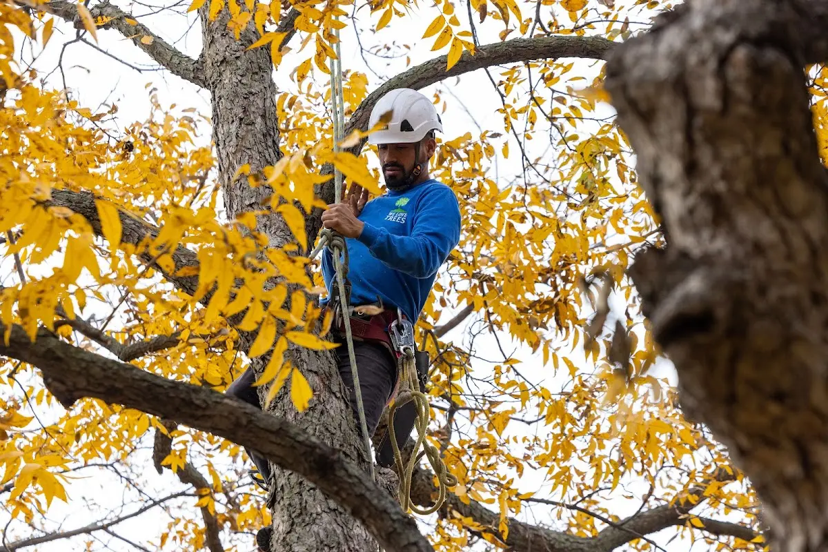 Skilled Tree Pruning crew working in Galva